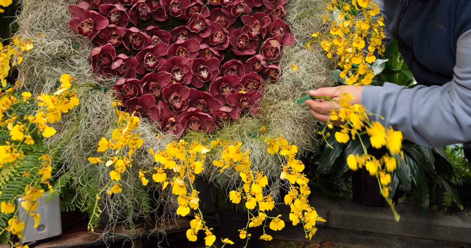 Hands placing sprays of yellow orchids into a large arrangement of deep red orchids and moss